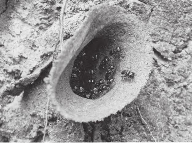 cerumen (směs vosku a pryskyřic) Umístění hnízda ve stromových a skalních ve stromových a skalních dutinách, v zemi, dutinách na stěnách, ve větvích a v živých termitištích Způsob obrany žihadlo