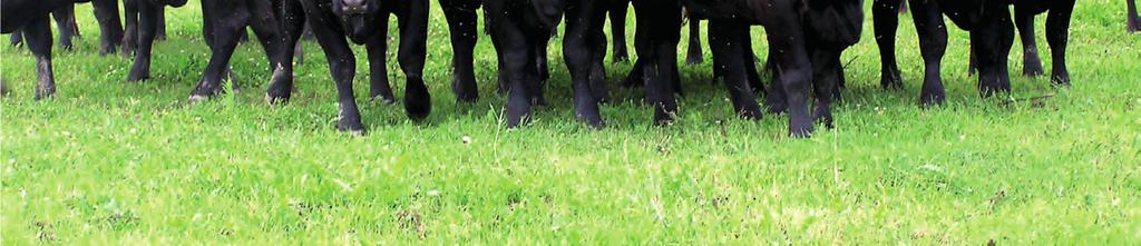 Jako základ sloužila domácí bezrohá plemena zušlechtěná plemeny shorthorn, ayshire a guernsey. První písemné zmínky o bezrohém, černém skotu na území Skotska pocházejí z roku 1830.