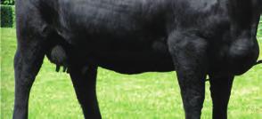 Standard plemene pro hmotnost v 210 dnech je u býčků 280 kg a u jaloviček 250 kg, pro hmotnost v 365 dnech