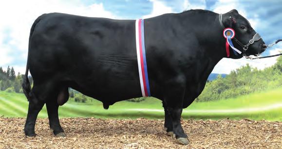 Dnes pravidelně své zákazníky zralým masem z plemene angus zásobuje značný počet chovatelů: farma Chvalšiny Ing. Vlastimil Kamír, farma Rančice Milan Šebelka, farma Koňakov Ing.