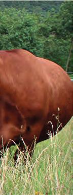 Ivo Chládkem, předsedou Asociace chovatelů aberdeen angus, z. s. Nedávno jste přijal místo předsedy Asociace chovatelů aberdeen angus, jak tuto funkci vnímáte a co plánujete během svého období udělat?