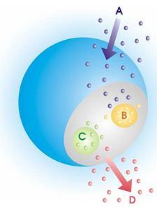 bioseparace biokatalýza dynamika