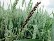 Padlí travní Blumeria graminis Padlí pšenice Fuzariózy klasu Fusarium spp.