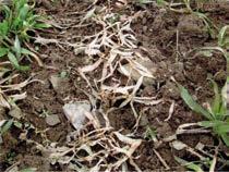 graminicola (teleomorfní stádium), Zymoseptoria tritici (dříve Septoria tritici) (anamorfní
