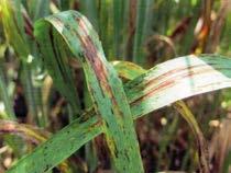 Septoriová skvrnitost pšenice Féosfériová skvrnitost pšenice Pyrenoforová skvrnitost