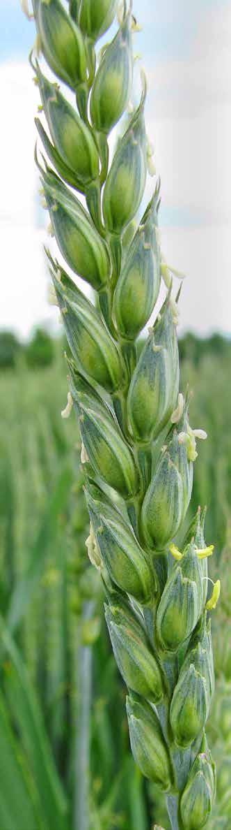 10 PANKRATZ A - pšenice pro vysoké výnosy - nízká a nepoléhavá odrůda - vysoká odnoživost - výborný zdravotní stav - velmi dobře přezimuje - výbormá pekařská kvalita Zdravotní stav (9 1) Odolnost
