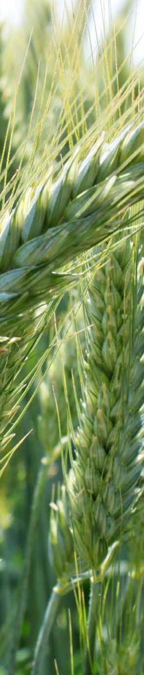24 TRITIKALE OZIMÉ TULUS Středně raná odrůda pšeničného typu, dosahující špičkových výnosů zrna i na opravdu mizerných půdách.