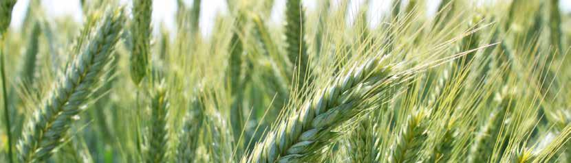 Termín setí a doporučený výsevek 27 Pšenice ozimá časný termín setí pozdní termín setí.