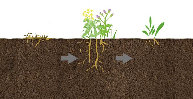 Význam meziplodin v osevním postupu Hlavní význam meziplodin spočívá ve zvýšení úrodnosti Vaší půdy. Hlavní benefity pěstování meziplodin: Biomasa meziplodin váže lehce pohyblivý dusík.