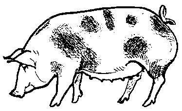 Hohenheimské