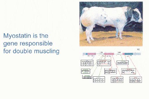 Myostatin