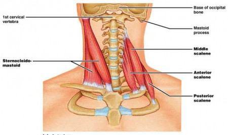Topografie svalové soustavy 1) Svaly hlavy a krku b)