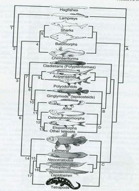 - Agnatha - Gnathostomata - Chondrichtyes - Osteognathostomata Sarcopterygyii - Actinopterygii - Sarcopterygii Coelacantha (=Actinistia) Choanata Dipnoi Rhipidistia Osteichthyes)