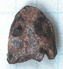 Sauropsida srv.