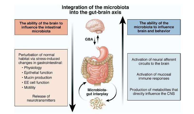 Obrázek 2. Integrace střevní mikrobioty v ose střevo mozek. Převzato z Collins a Bercik, 2009. Bližší popis v textu.