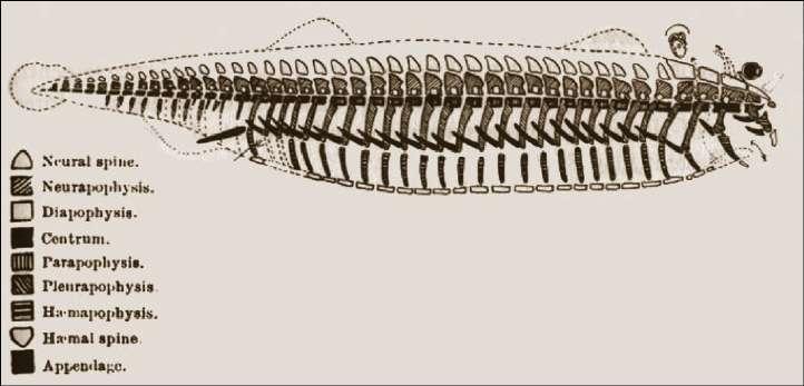 něco z historie Morfologie: od filosofické k evoluční tradici Stejnost vs.