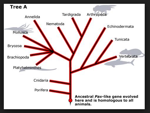 Homologie a tzv. hlubinná homologie (deep homology) Homologie očí : Oči jsou strukturálně značně odlišné a evolučně vznikly mnohočetně a opakovaně, tzn.