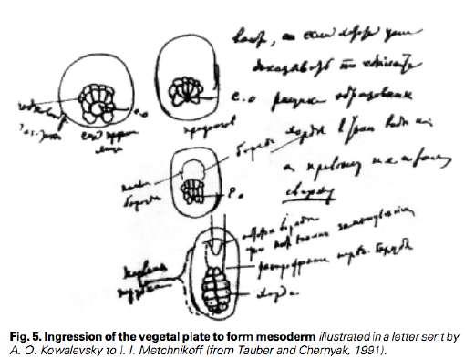 evoluce Embryology is to
