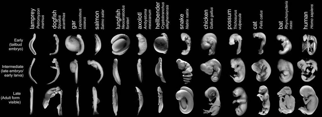 Ernst Haeckel: fylotyp, fylotypické