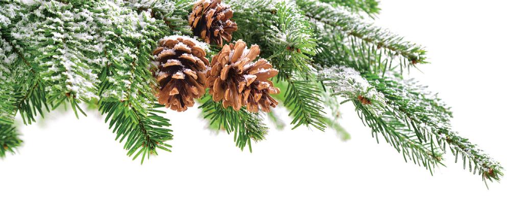 fotolia.com/smileus ADVENT V DOLNÍM RAKOUSKU 2018 B jako barborka: proč dáváme barborky do vázy? Kvetoucí větvička z ovocného stromu platí v zimě jako symbol vánočních zázraků. Proto se musí 4.