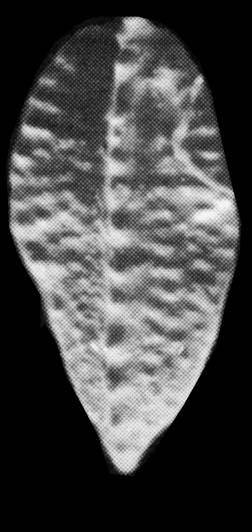 Aulacognathus kuehni Silurian