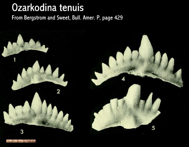 Gnathodus
