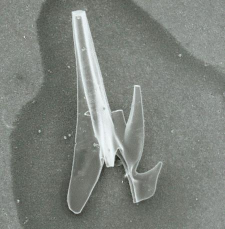 Gamachignathus