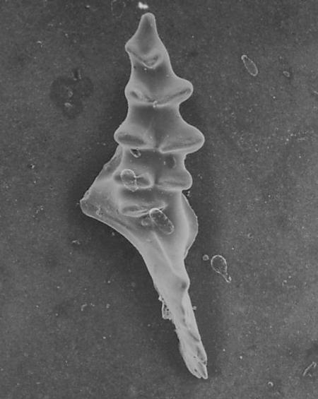 Icriodella