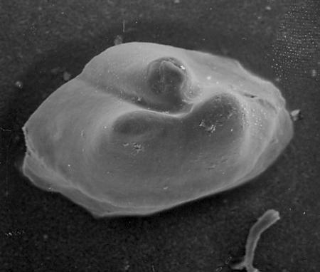 Pseudooneotodus