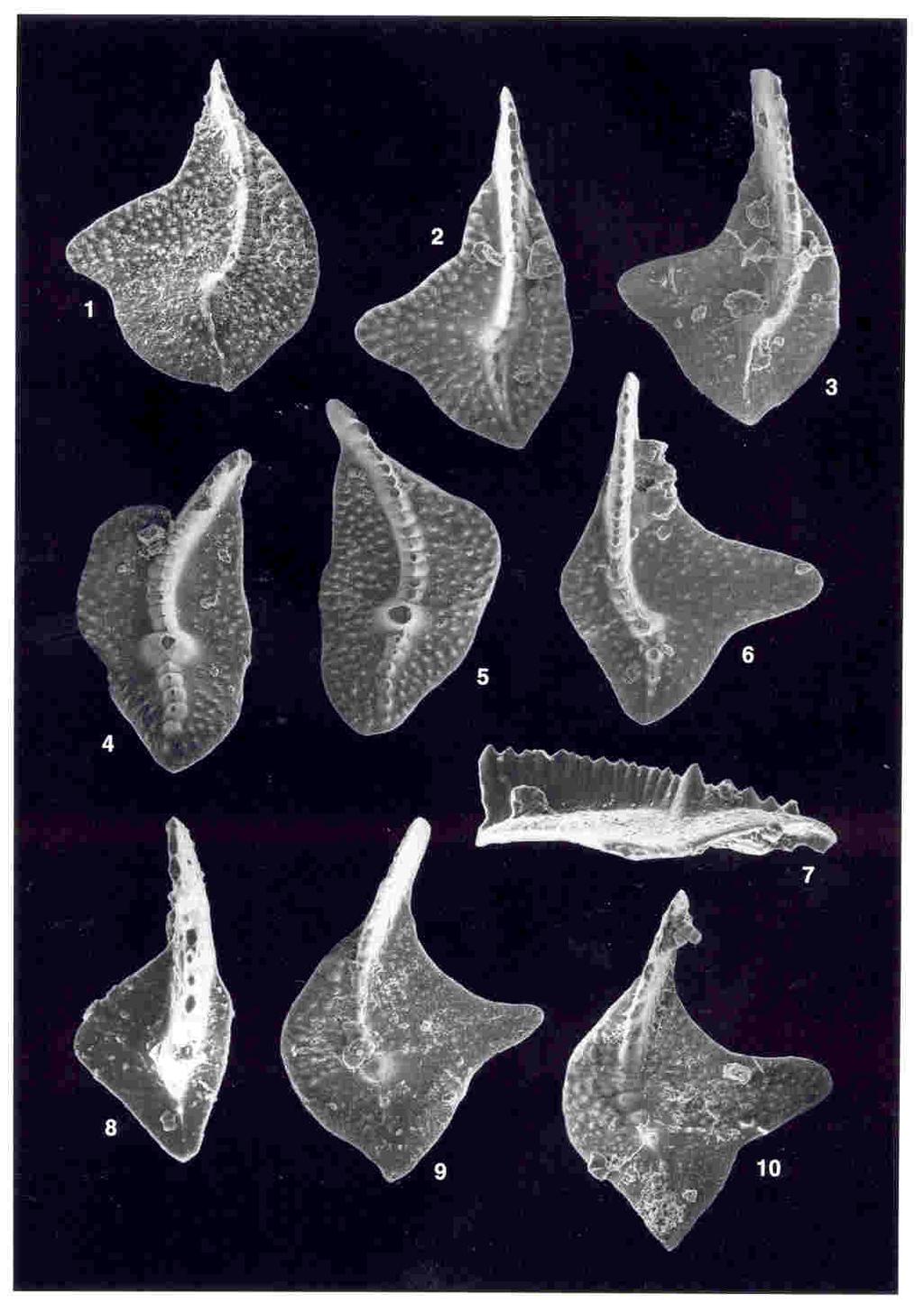 Late Frasnian microfossil conodont species of the pelagic genus Palmatolepis,