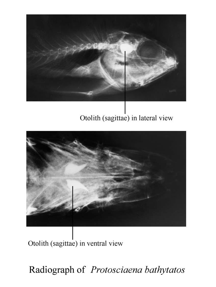 Otolithi - otolity = vápnité útvary statického ústrojí ryb