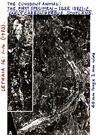 Cl. CONODONTA (EUCONODONTA) (Cm-Tr) Char.: původně skupina nejistého systematického postavení.