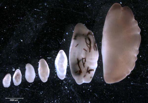 Geologické rozšírenie a význam otolitov Nejstarší otolity patří rybám čeledi Paleoniscidae.