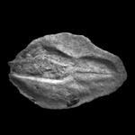 mesial Locality: