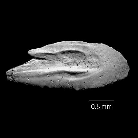 Specimen details: Orientation: mesial Locality: Darien, Darien, Panama Late Miocene: Tuira Fm.