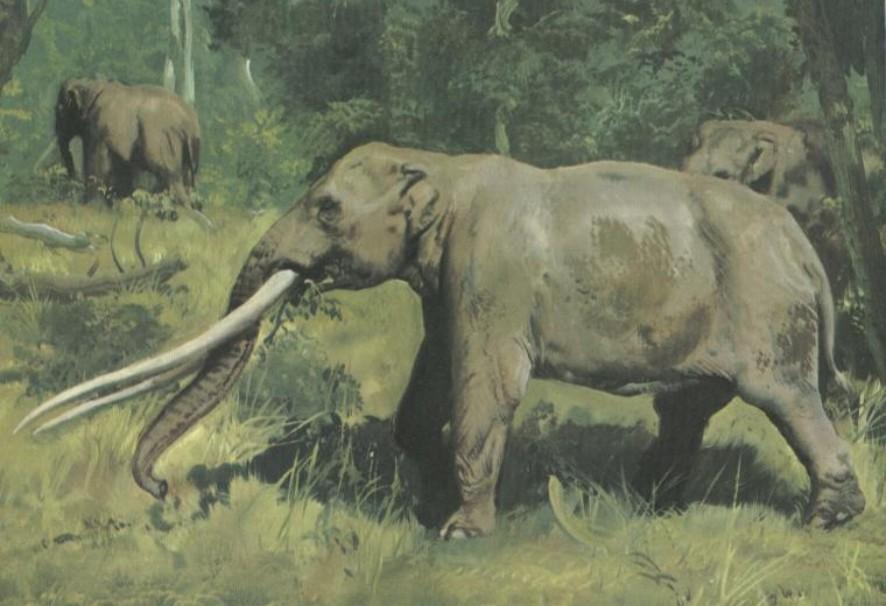 Mammuthus