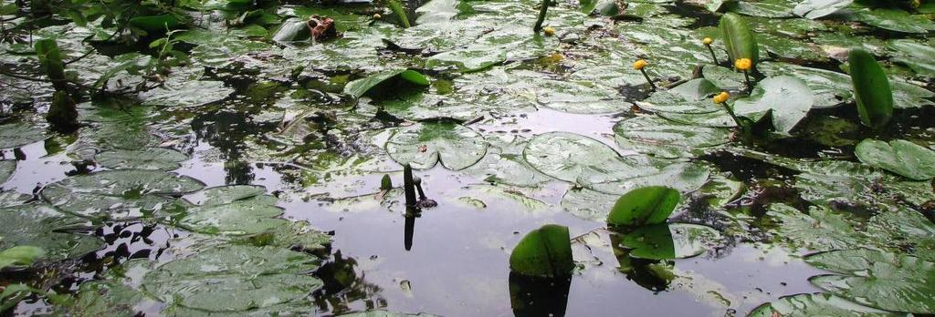 (Nuphar lutea), 15. 6. 2010. Foto č.
