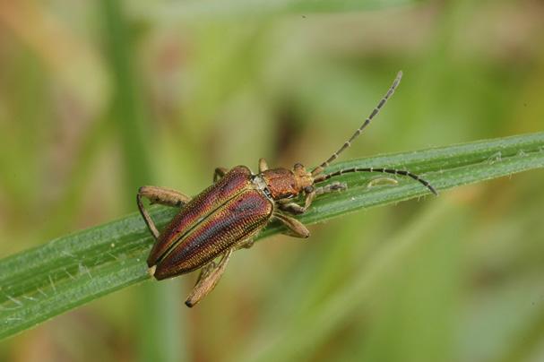Něco o rákosníčcích Podčeleď rákosníčků (Donaciinae) představuje charakteristickou skupinu mandelinkovitých brouků (Chrysomelidae) s vazbou na vodní a mokřadní vegetaci.