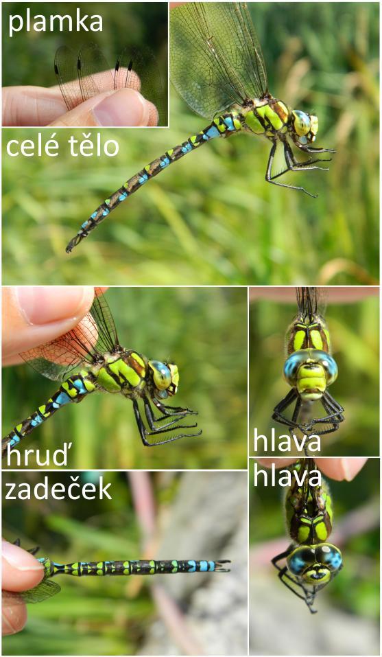 Kybicová) Příloha č. 4.