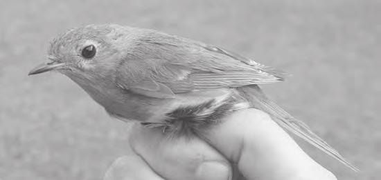 Ptáci ve městech Červenka obecná /Erithacus rubecula/ Asi před měsícem jsem šel po podloubí a náhle jsem viděl úplně uprostřed poskakujícího ptáčka. Byla to červenka a přišla mi obzvláště krásná.