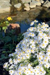 Arboretum využívají městské školy i školky, zajdou sem na procházku senioři i celé rodiny a pochopitelně jej využívají klienti hospice, těší primátora Michala Pobuckého.