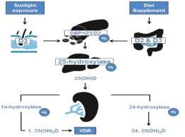 Nedostatek hořčíku v dietě snižuje využití vitaminu D Ruprich, J. Bischofová, S. Dofková, M. Řehůřková, I. Blahová, J. CZVP Brno, SZÚ Praha, Palackého 3a, 612 42, email: jruprich@chpr.szu.