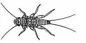 muchničkovití Simuliidae + dvoukřídlí Diptera ostatní + brouci Coleoptera + korýši Crustacea + červi Oligochaeta + zabít