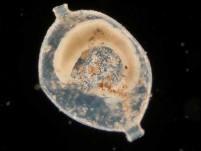 Gymnamoebia, Testacoelobosia, Ciliophora
