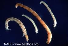 Gastrotricha (břichobrvky) Nematoda