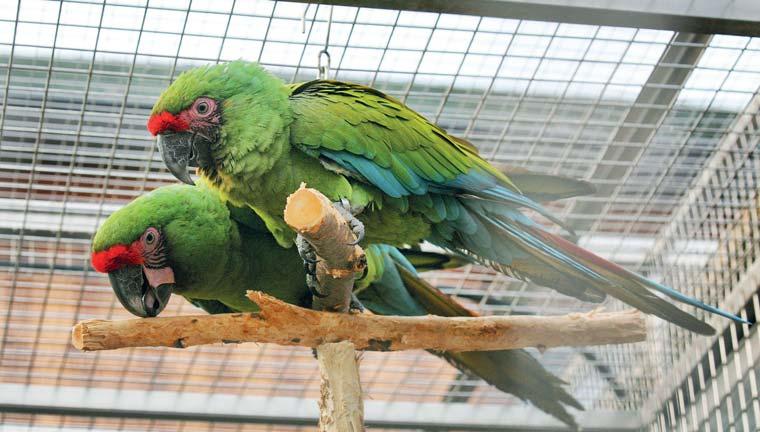 modrohlavé (Pionus menstruus) 2 páry, amazónky šupinkové (Pionus maximiliani) a amazónky běločelé (Pionus senilis).