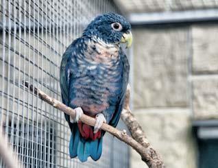 Základní informace o zoo, ekonomické údaje Sídlo zoo Lipová 57 58 683 54 Bošovice IČ: 64447596 DIČ: CZ6356080720 č. účtu: 3774099001/5500 Raiffeisen Bank telefon: +420 777 169 000, 777 169 005 www.