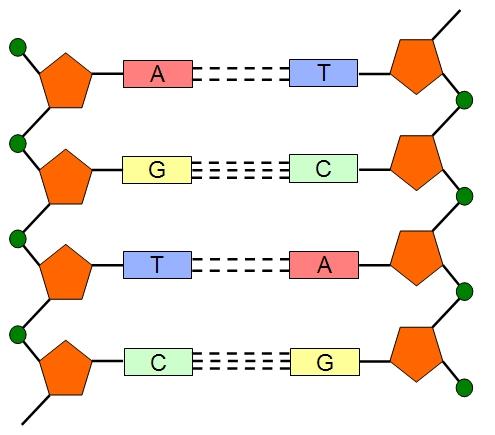 Obrázek 1: Elementární struktura DNA a způsob spojování nukleotidů převzato z http://cronodon.com/images/dna_structure.