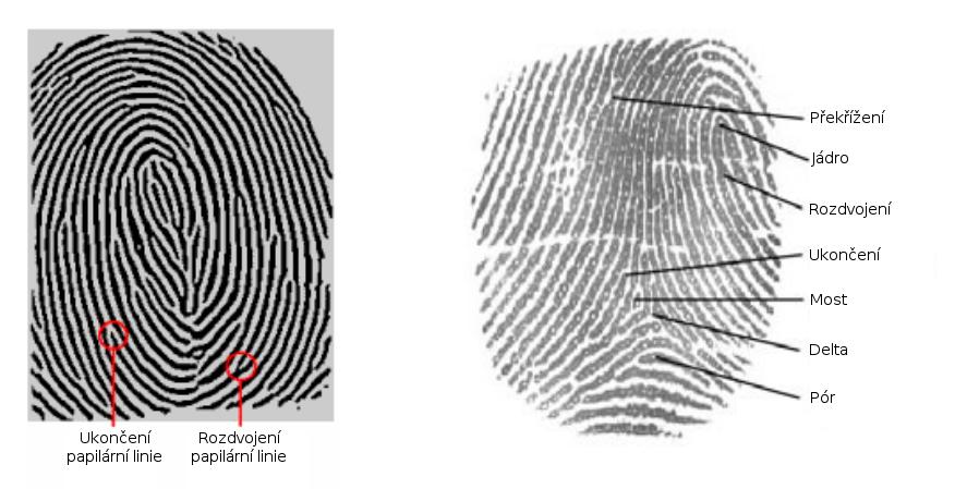 Kapitola 4 Identifikace a verifikace pomocí otisků prstů Identifikace pomocí otisků prstů je jedna z nejznámějších a propagovaných biometrických metod.