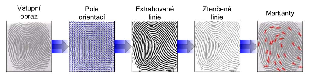 4.2 Funkce systému Funkce systému je znázorněna na obrázku 4.5, skládá se z následujících kroků: Vstupní obraz: Získání obrazu otisku prstu ze senzoru či z jiné předlohy digitální otisk prstu.
